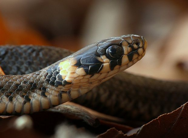 užovka obojková Natrix natrix Linnaeus, 1758