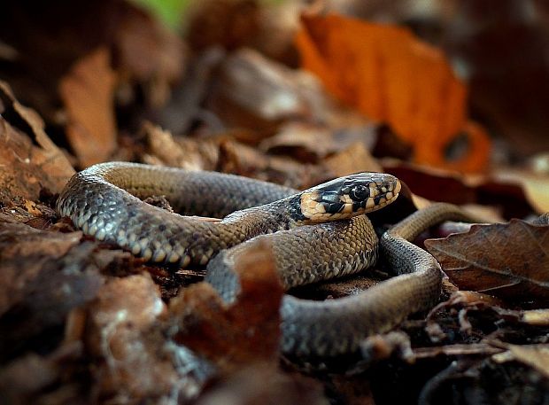 užovka obojková Natrix natrix Linnaeus, 1758