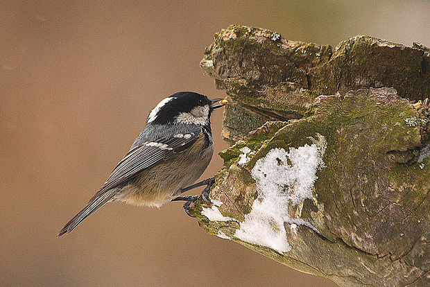 sýkorka uhliarka Parus ater