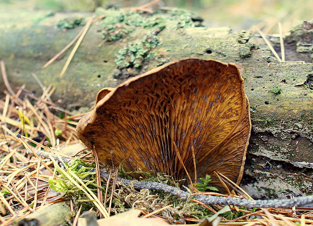 čechračka podvinutá Paxillus involutus (Batsch) Fr.