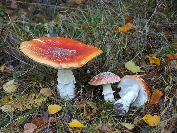 muchotrávka červená Amanita muscaria(L.)Pers.