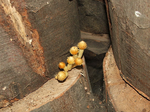 podpňovka obyčajná Armillaria mellea (Vahl) P. Kumm.