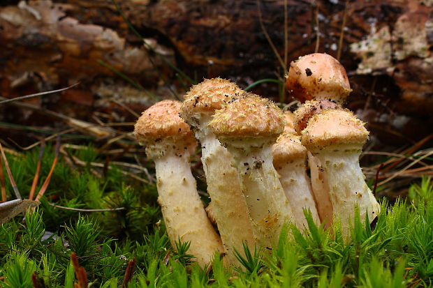 podpňovka Armillaria sp.