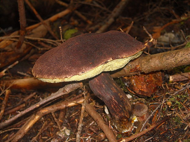 hrib Mirabilis Boletus Mirabilis Murr.