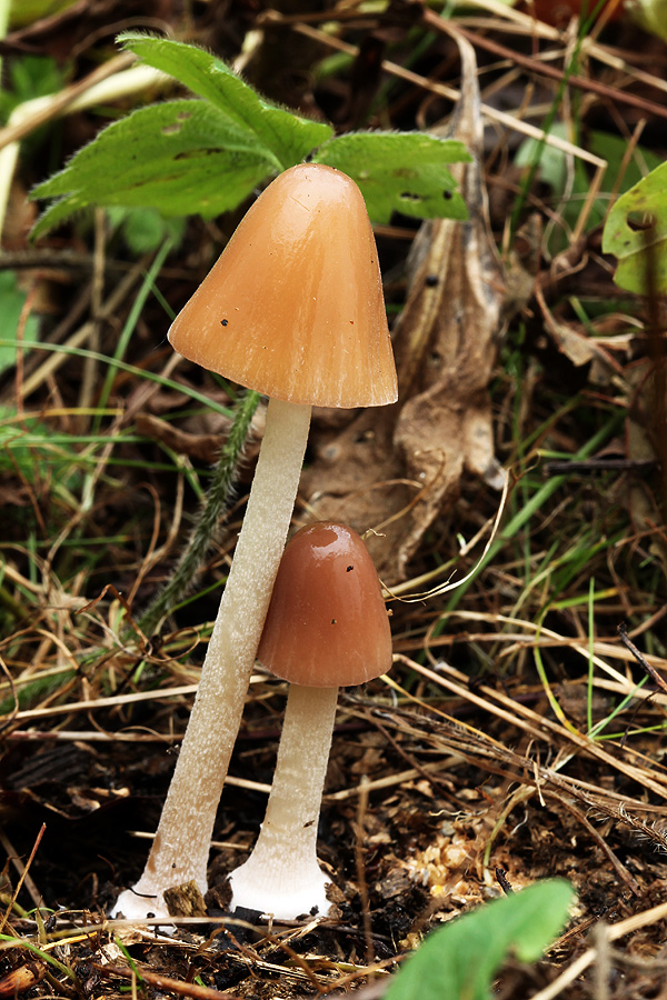 kapucňovec Conocybe subpubescens P.D. Orton