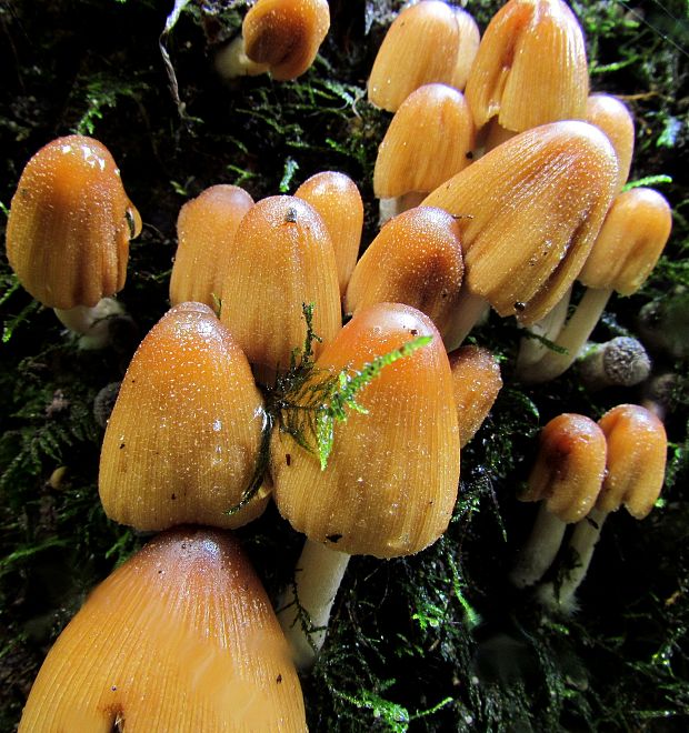 hnojník ligotavý Coprinellus micaceus (Bull.) Vilgalys, Hopple & Jacq. Johnson