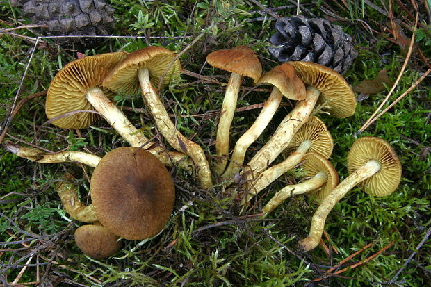 pavučinovec Cortinarius sp.