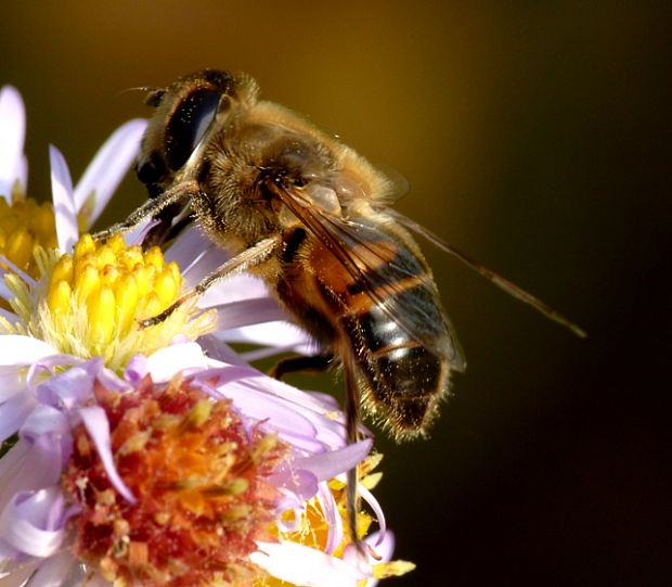 pestrica Eristalis tenax