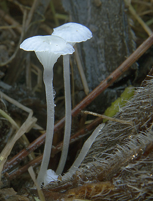 prilbovec kostihojový  Hemimycena candida (Bres.) Singer