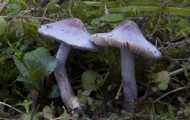 vláknica hlinovolupeňová Inocybe geophylla P. Kumm.