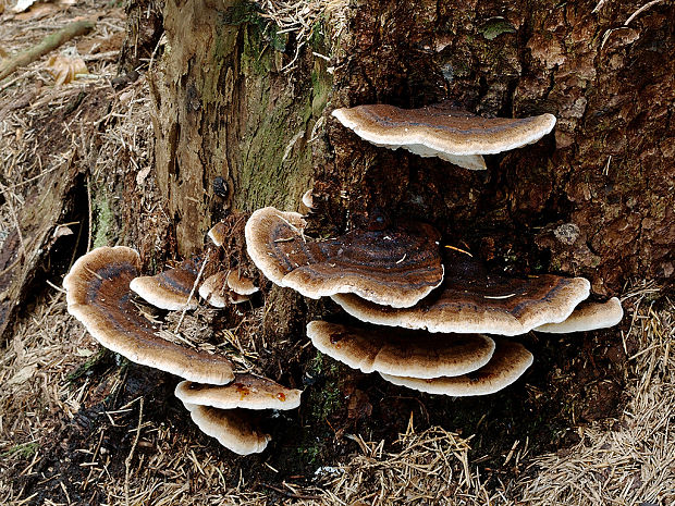 láziochlena obyčajná Ischnoderma benzoinum (Wahlenb.) P. Karst.