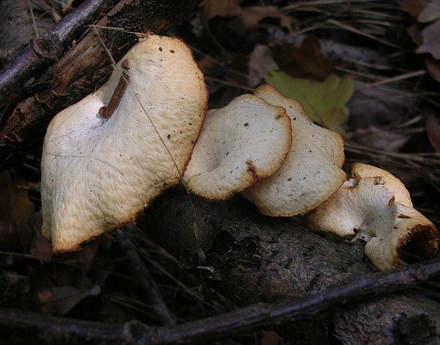 trúdnik zimný Lentinus brumalis (Pers.) Zmitr.
