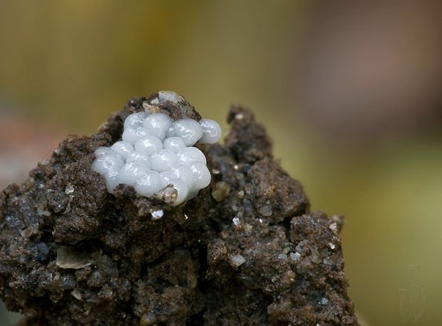 slizovka Myxomycetes sp.