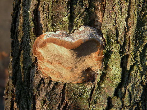 ohňovec slivkový Phellinus pomaceus (Pers.) Maire