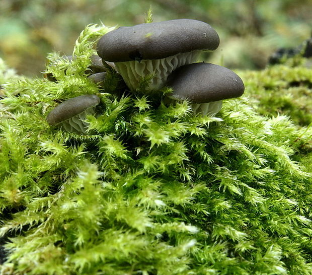 hliva ustricovitá Pleurotus ostreatus (Jacq.) P. Kumm.