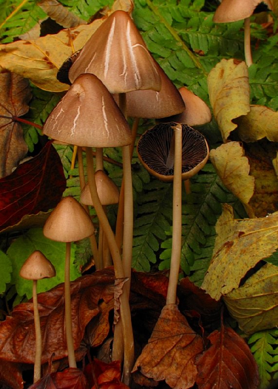 drobuľka Psathyrella sp.