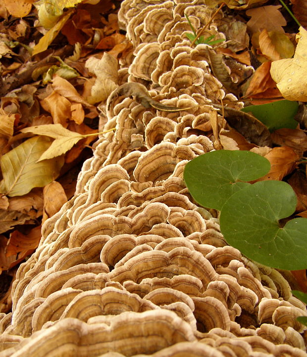 trúdnikovec pestrý Trametes versicolor (L.) Lloyd