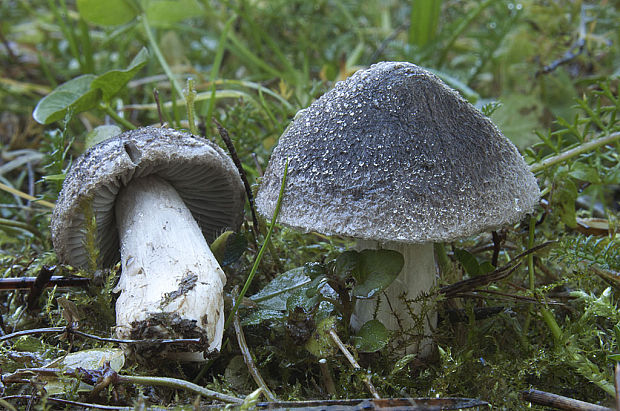 čírovka zemná Tricholoma terreum (Schaeff.) P. Kumm.