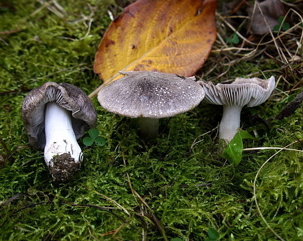 čírovka zemná Tricholoma terreum (Schaeff.) P. Kumm.