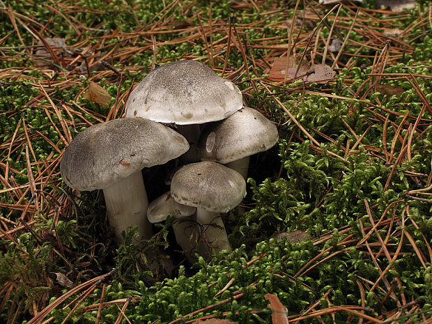 čírovka zemná Tricholoma terreum (Schaeff.) P. Kumm.