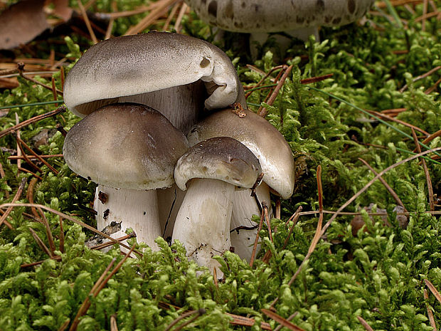 čírovka zemná Tricholoma terreum (Schaeff.) P. Kumm.