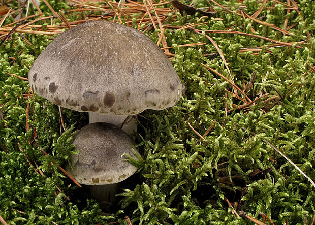 čírovka zemná Tricholoma terreum (Schaeff.) P. Kumm.