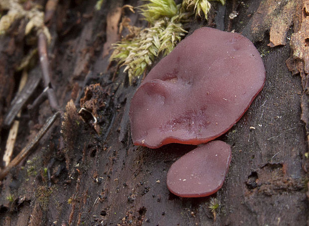 vrtidlovka Ascocoryne sp.