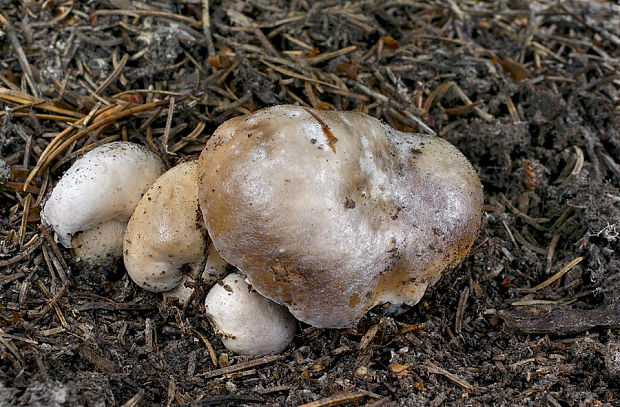 hríb smrekový Boletus edulis Bull.