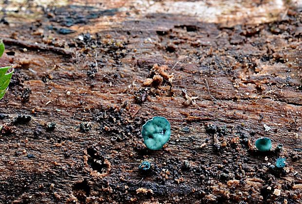 zelenica Chlorociboria sp.