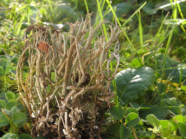 dutohlávka sivá Cladonia glauca Flörke