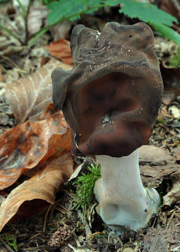 ušiak mitrovitý Gyromitra infula (Schaeff.) Quél.