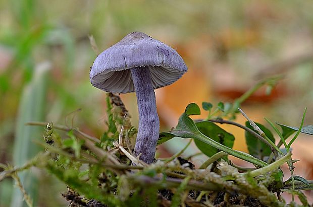 vláknica hlinovolupeňová Inocybe geophylla (Bull.) P. Kumm.