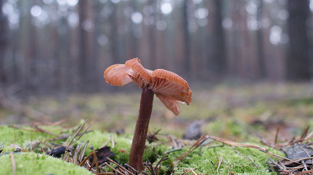 lakovka obyčajná Laccaria laccata (Scop.) Cooke