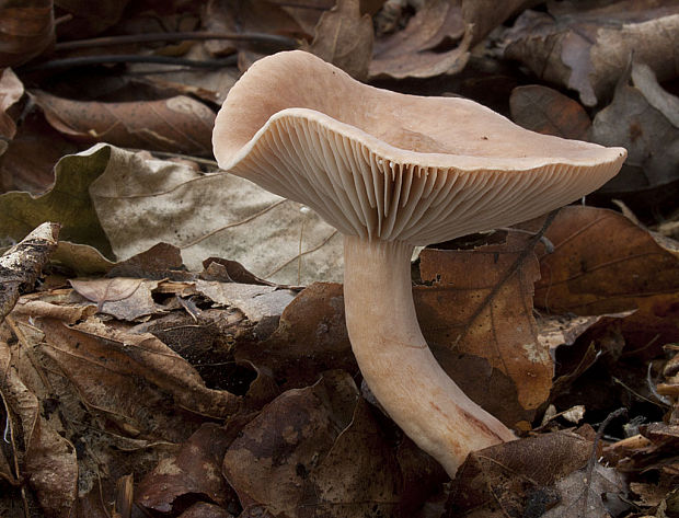 rýdzik Lactarius sp.