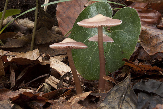 prilbička dvojvonná Mycena diosma Krieglst. & Schwöbel