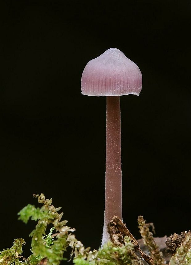 prilbička Mycena sp.