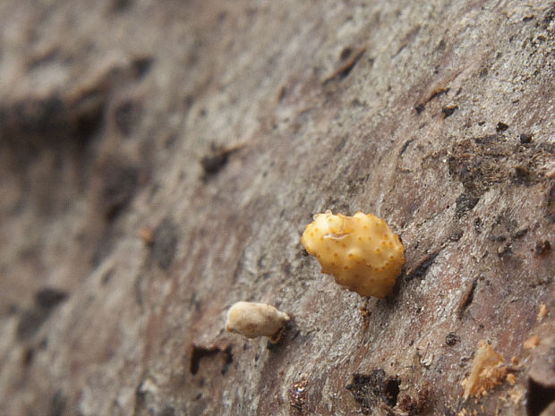 žezlovka Ophiocordyceps variabilis (Petch) G.H. Sung, J.M. Sung, Hywel-Jones & Spatafora