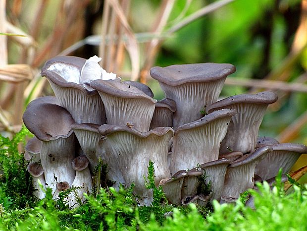 hliva ustricovitá -hlíva ústřičná Pleurotus columbinus Quél.