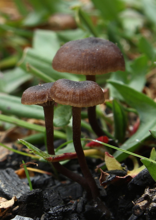 sivolupeňovka sp. Tephrocybe sp.