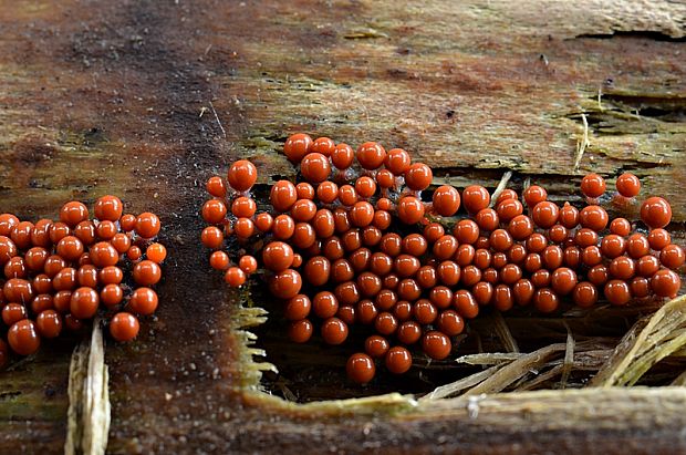 vlasnačka Trichia sp.