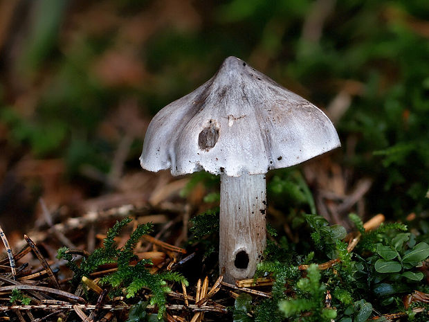 čírovka štipľavá Tricholoma virgatum (Fr.) P. Kumm.