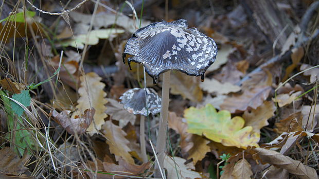 hnojník strakatý Coprinopsis picacea (Bull.) Redhead, Vilgalys & Moncalvo