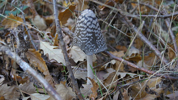 hnojník strakatý Coprinopsis picacea (Bull.) Redhead, Vilgalys & Moncalvo