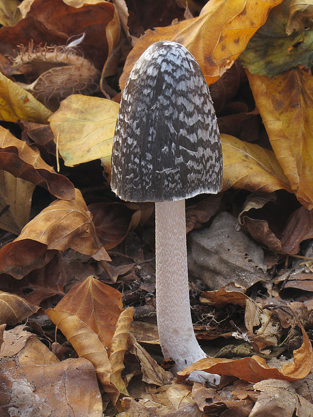 hnojník strakatý Coprinopsis picacea (Bull.) Redhead, Vilgalys & Moncalvo