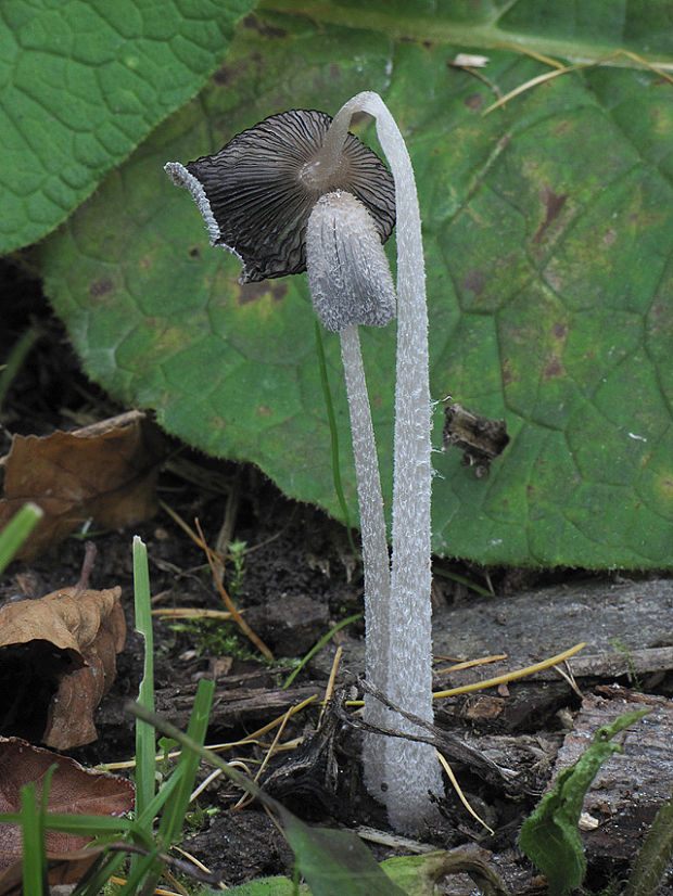 hnojník Coprinopsis sp.