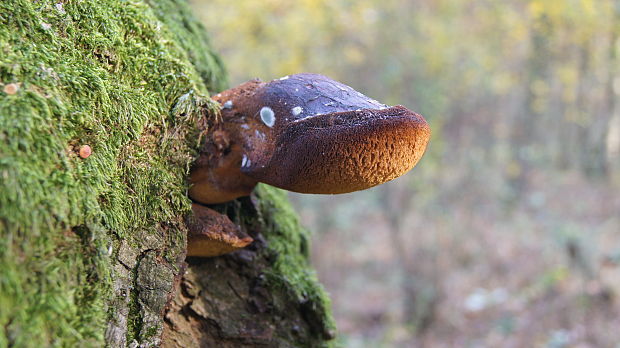 pečeňovec dubový Fistulina hepatica (Schaeff.) With.