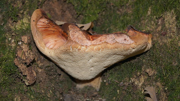 pečeňovec dubový Fistulina hepatica (Schaeff.) With.