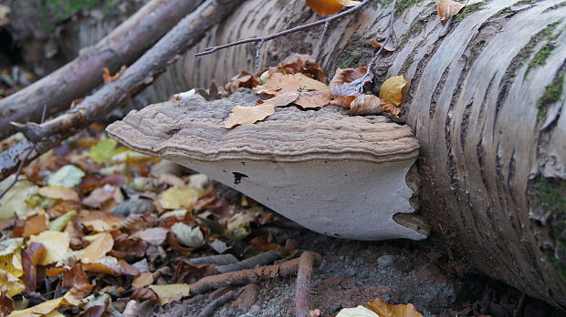 práchnovec kopytovitý Fomes fomentarius (L.) J.J. Kickx