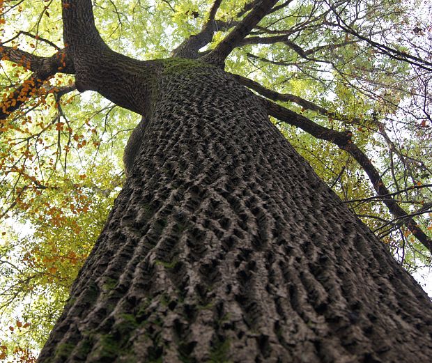 jaseň štíhly Fraxinus excelsior L.