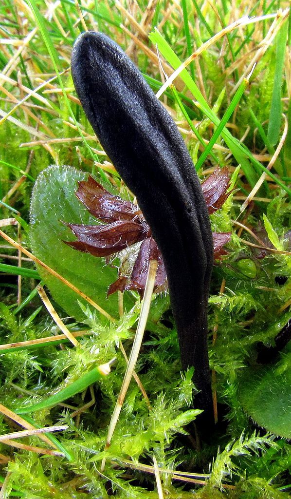 jazýček Geoglossum sp.